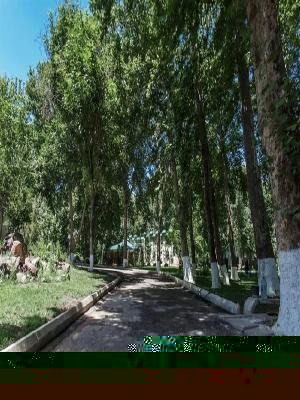 Участок 95 соток с домом в Чирчике, Роща Чина