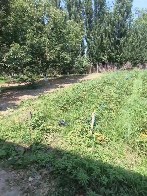 Участок в Андижанском районе