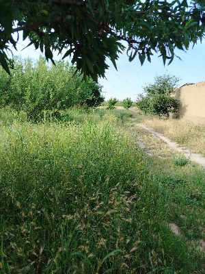 Земельный участок 1 гектар в Самаркандской области
