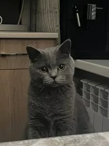 Британская короткошерстная кошка