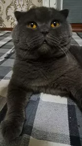 Британский кот