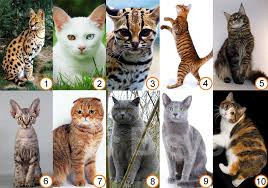 Mushuk pastdan tukli