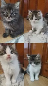Домашний котенок в добрые руки