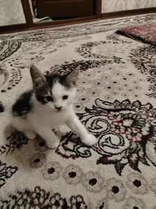 Домашняя кошечка, 2 месяца