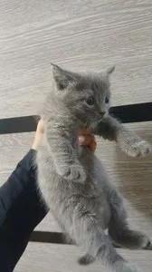 Кошка породы Шотландская прямоухая