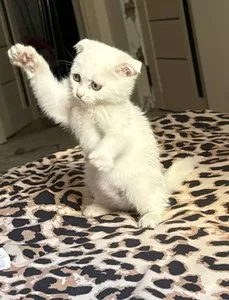 Котенок породы Скоттиш-фолд