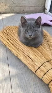 Котенок породы Скоттиш-страйт