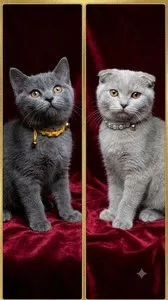 Котенок шотландской породы (фолд и страйт)