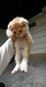 Котенок шотландской вислоухой породы