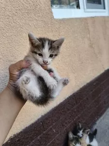 Котята домашние, 2.5 месяца