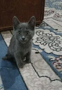 Котята породы шотландская прямоухая