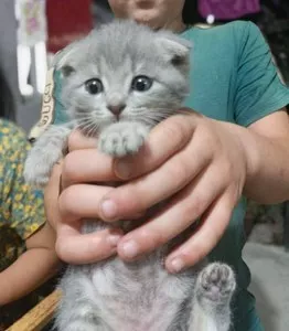 Котята породы шотландская вислоухая и прямоухая