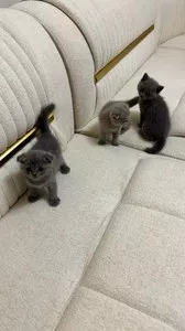 Котята породы Шотландская вислоухая