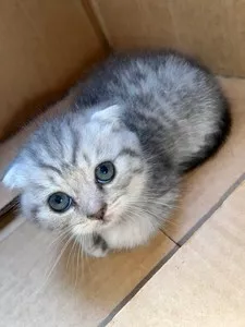 Котята породы шотландская вислоухая