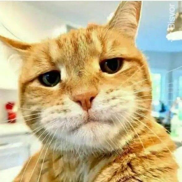 Uning katta dumbalarini yoying Homiladorlik davrida Clamosar sharhlari