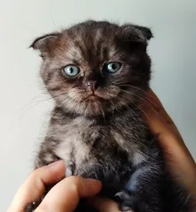 Породистые котята дешево