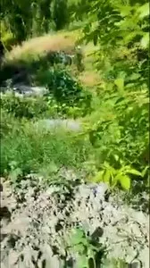 Продается сад в Намангане, Галча