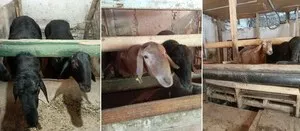 Продажа баранов для Курбан хайита и обрядов