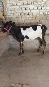 Продаю новый товар, высота 93 см