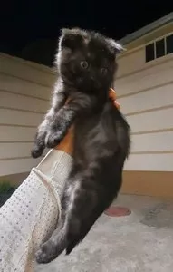 Шотландская вислоухая кошечка