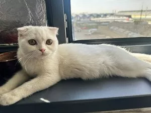 Шотландская вислоухая кошка