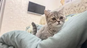 Шотландский страйт котенок