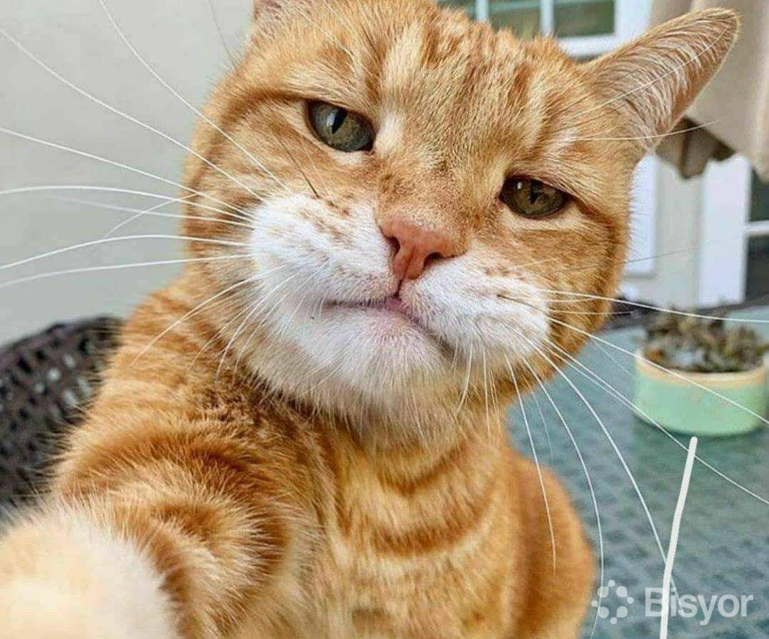 Mashinaning yonida soruvchi dick