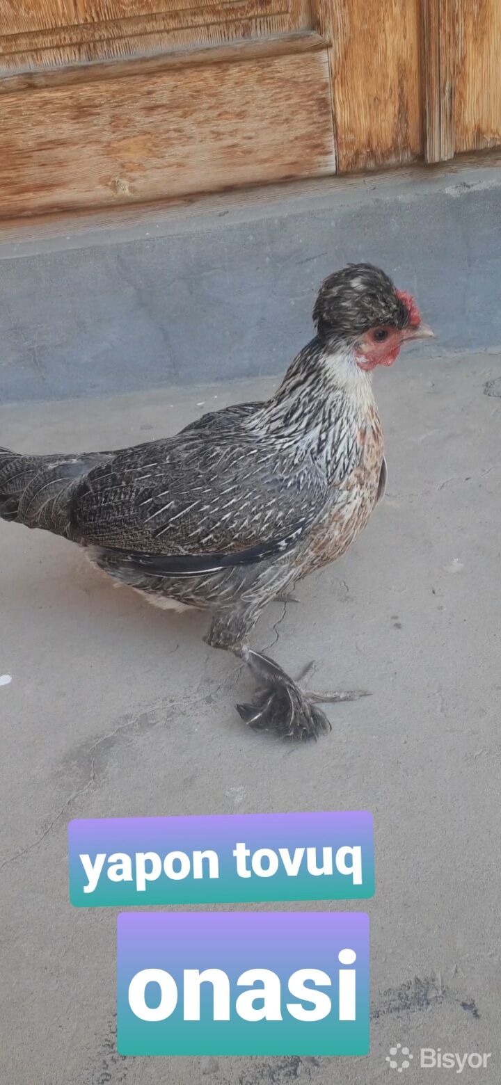 Bir qiz uning yuzida katta xoroz off jerks