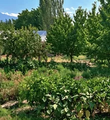 Yer maydoni dacha va uy uchun