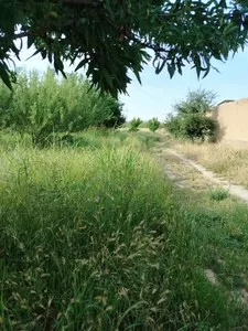 Земельный участок 1 гектар в Самаркандской области
